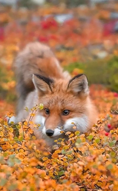 Позитивный настрой с лисой