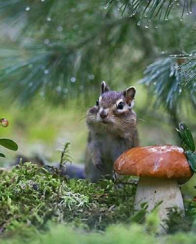 Природа и животные