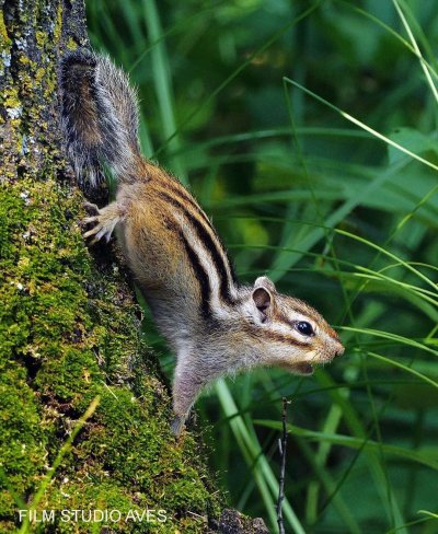 Бурундук Лесной