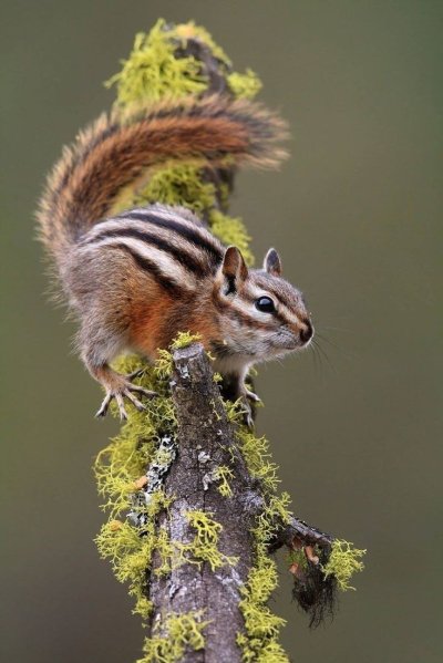 Бурундук Дальневосточный