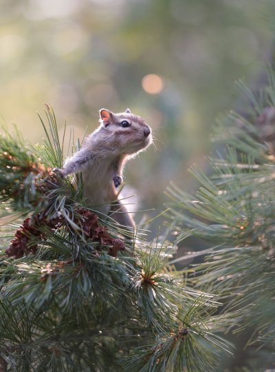 Бурундук Якутия