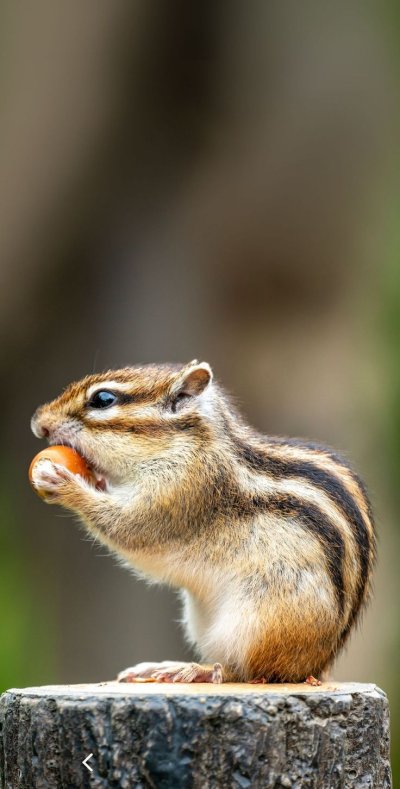 Сумчатый бурундук