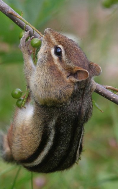 Бурундук на ветке