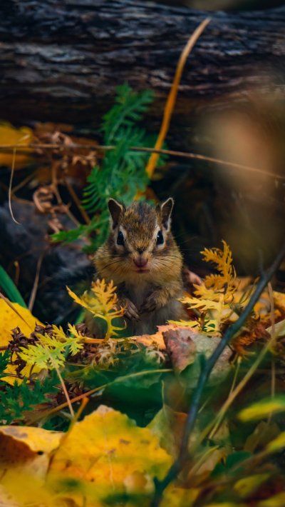 Бурундучок