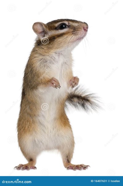 Бурундук на белом фоне