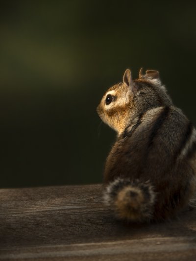 Бурундук вид сзади