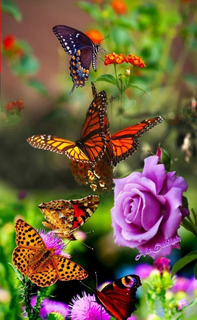 Бабочка на цветке