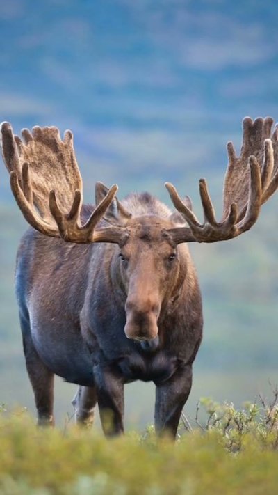 Сохатый Лось