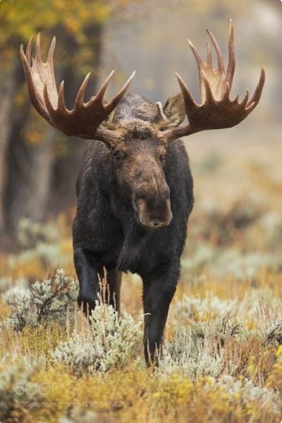 Таёжный Лось