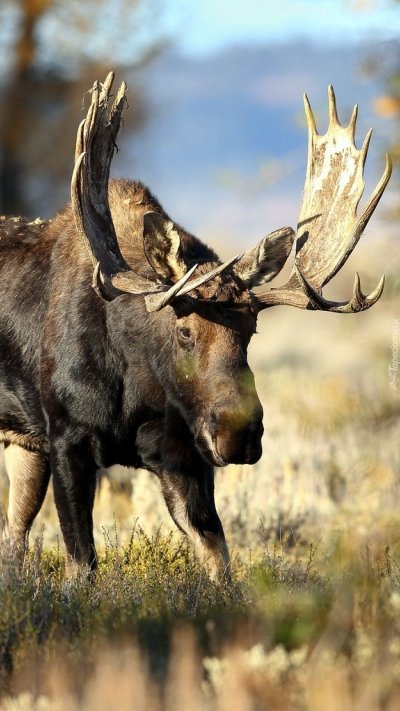 Дикие животные Лось