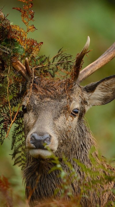 Лесной олень