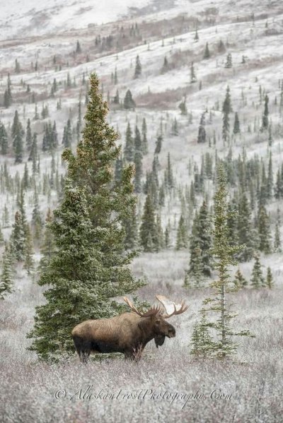 Лось зимой в лесу