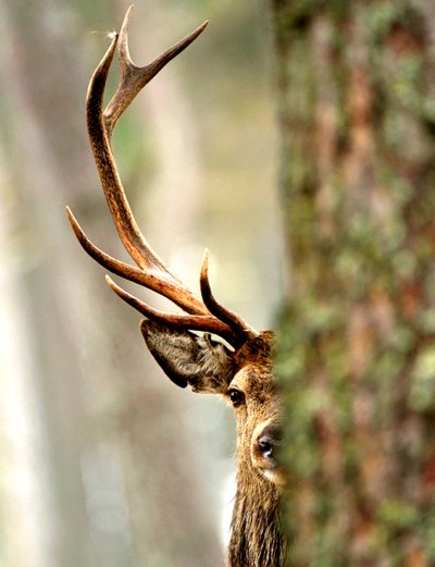 Олень за деревом