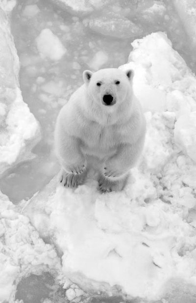 Белый медведь