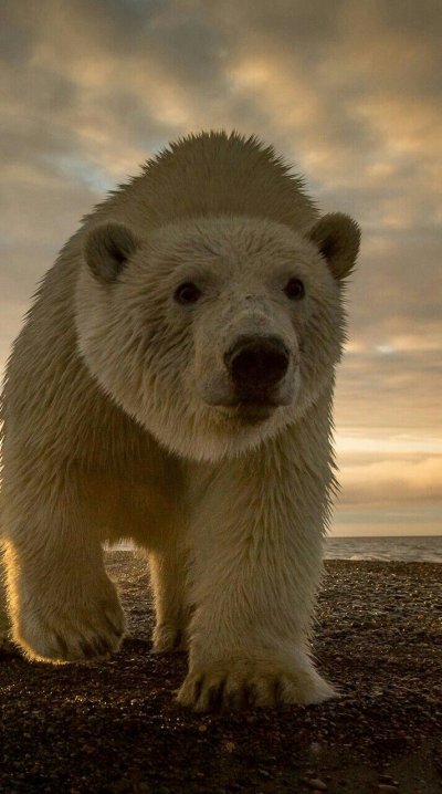 Полар Беар