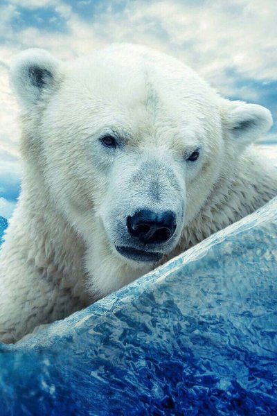 Белый медведь