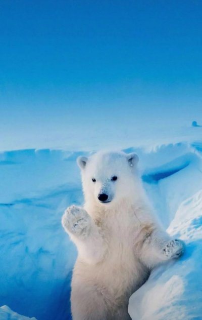 Белый Медвежонок