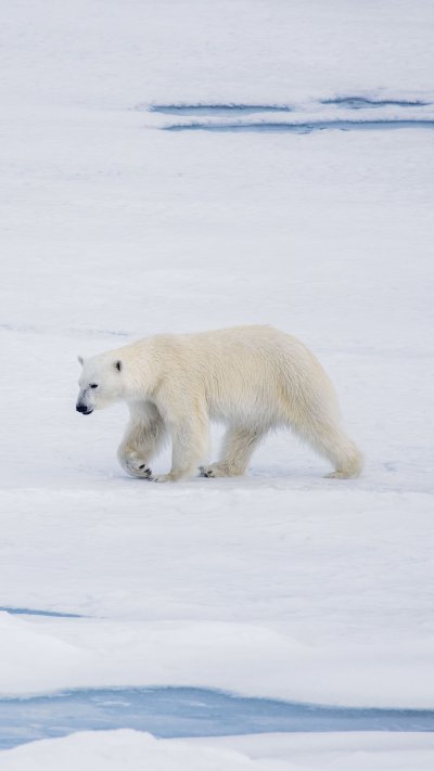 Белый медведь
