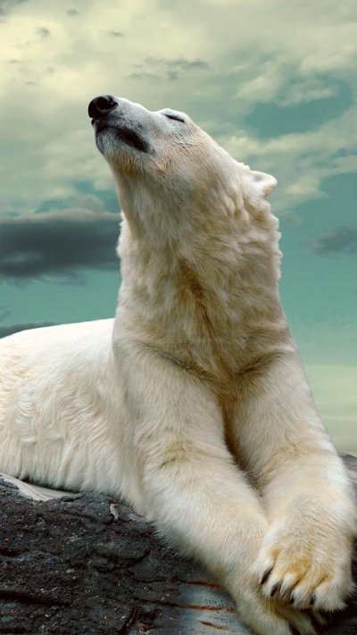 Белый медведь