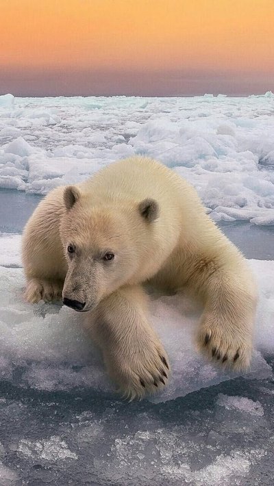 Белый медведь