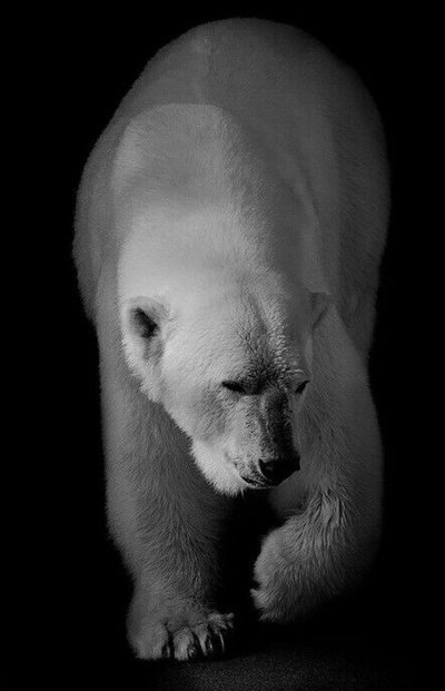 Белый медведь