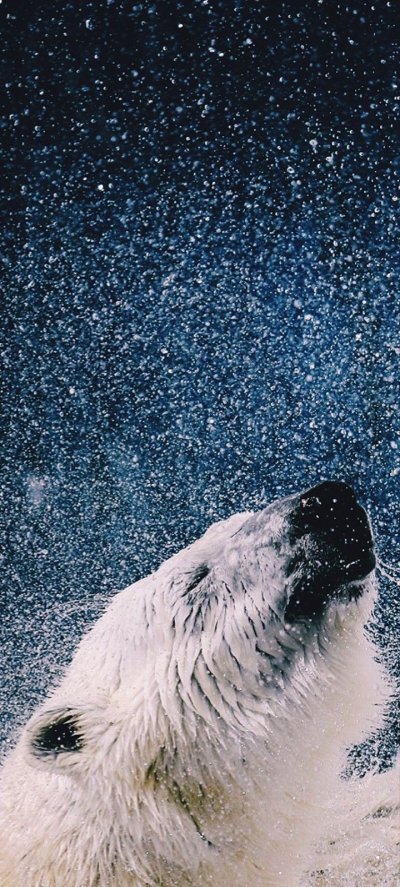 Полярный медведь