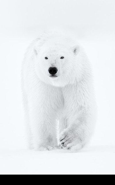 Белый медведь