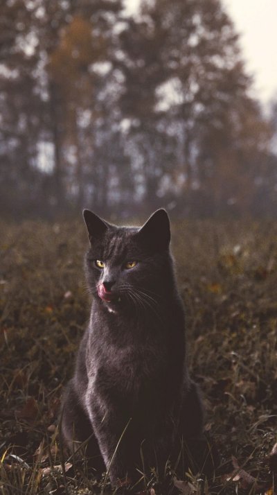 Черная кошка