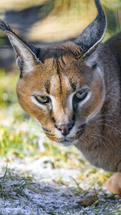 Золотая кошка каракала