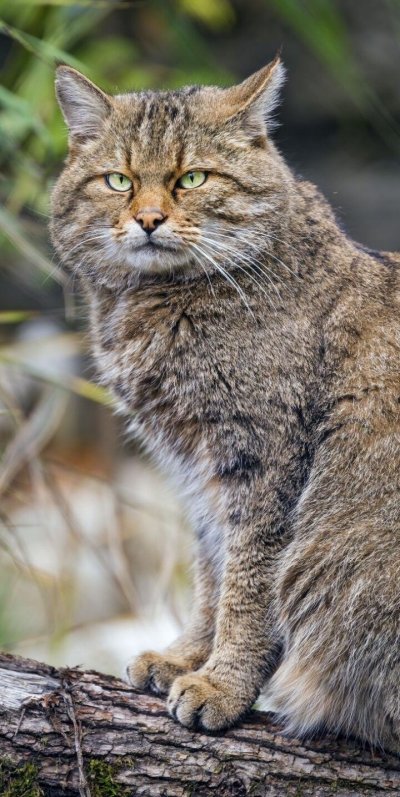 Грустные Дикие кошки