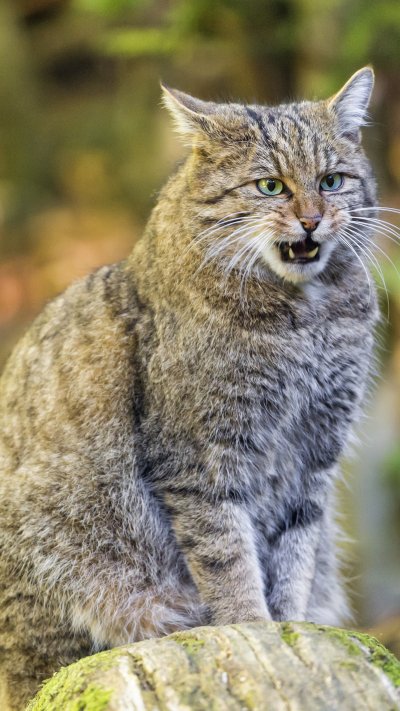 Лесной кот Felis Silvestris