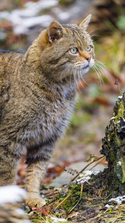 Дикие кошки