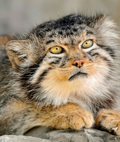 Кошка Манул