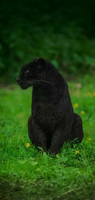 Гепард меланист