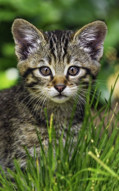 Дикие котята