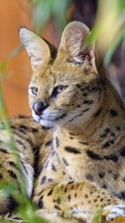 Большая кошка сервал