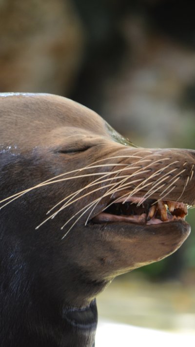 Морские львы