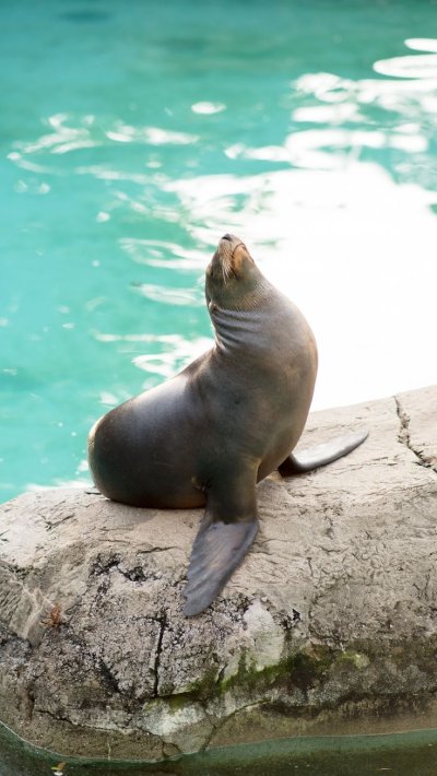 Тюлень обои