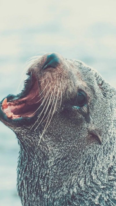 Морской лев