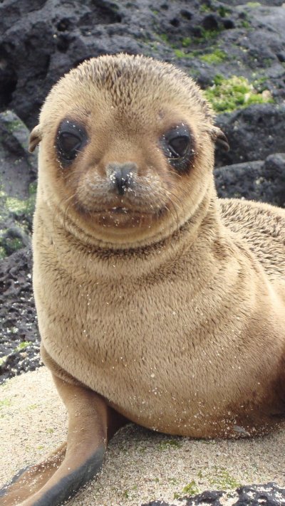 Морские львы