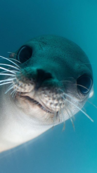 Морской морд