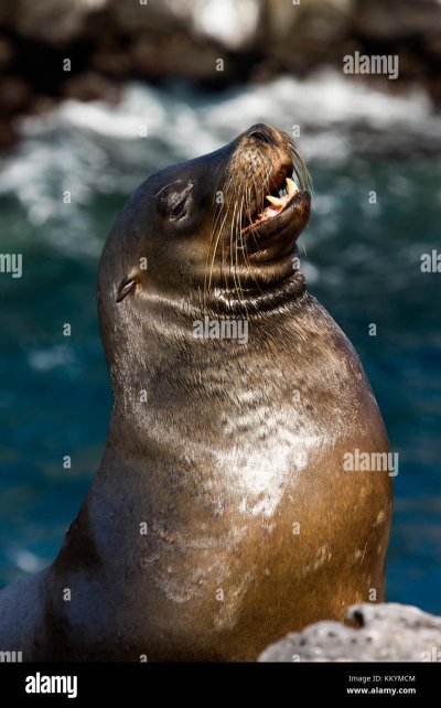 Галапагосский морской Лев