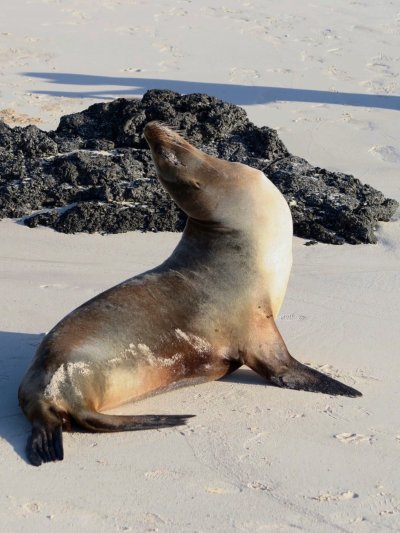 Морские львы