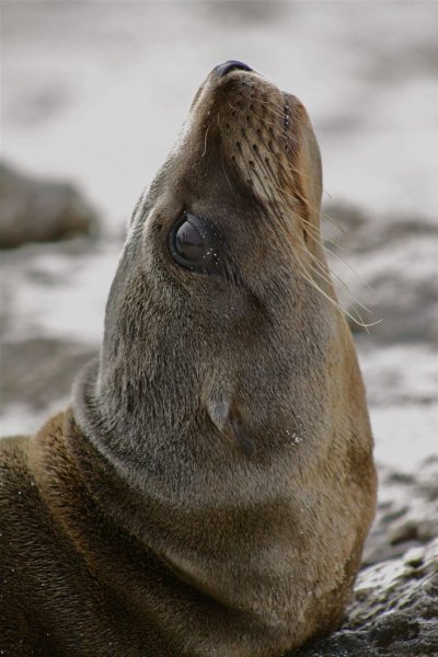 Галапагосы животные