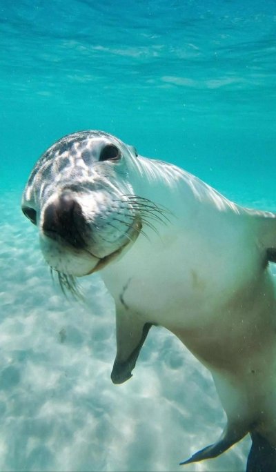 Морские львы