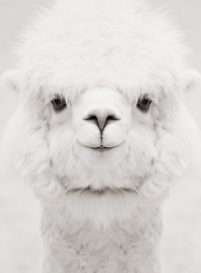 Лама и альпака