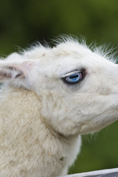 Лама в профиль