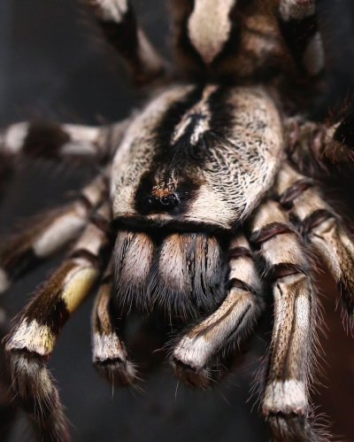 Poecilotheria regalis
