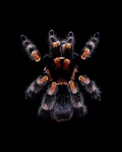 Брахипельма Смити