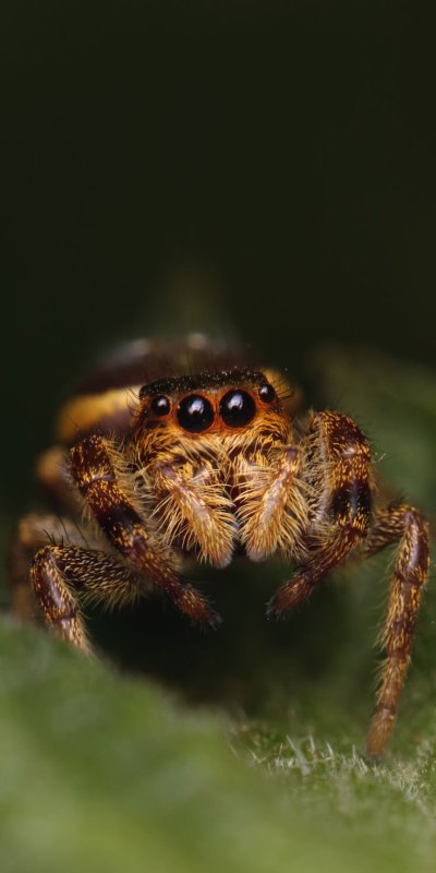 Мохнатый паук